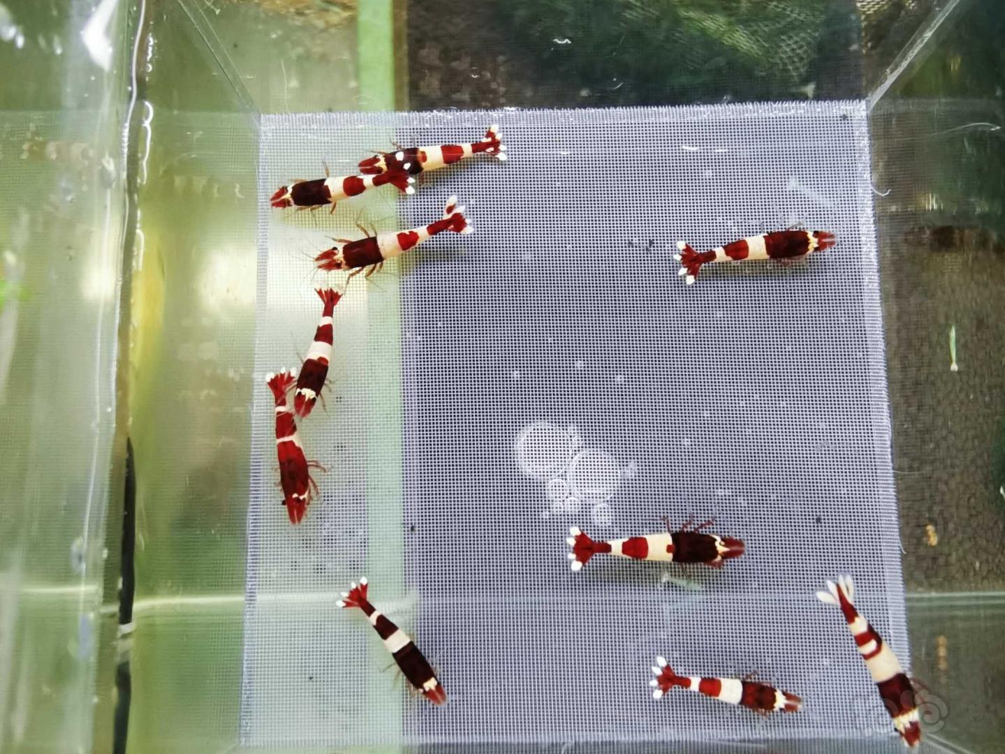 【虾】2021－02－06#RMB拍卖酒红水晶虾繁殖组10只-图2
