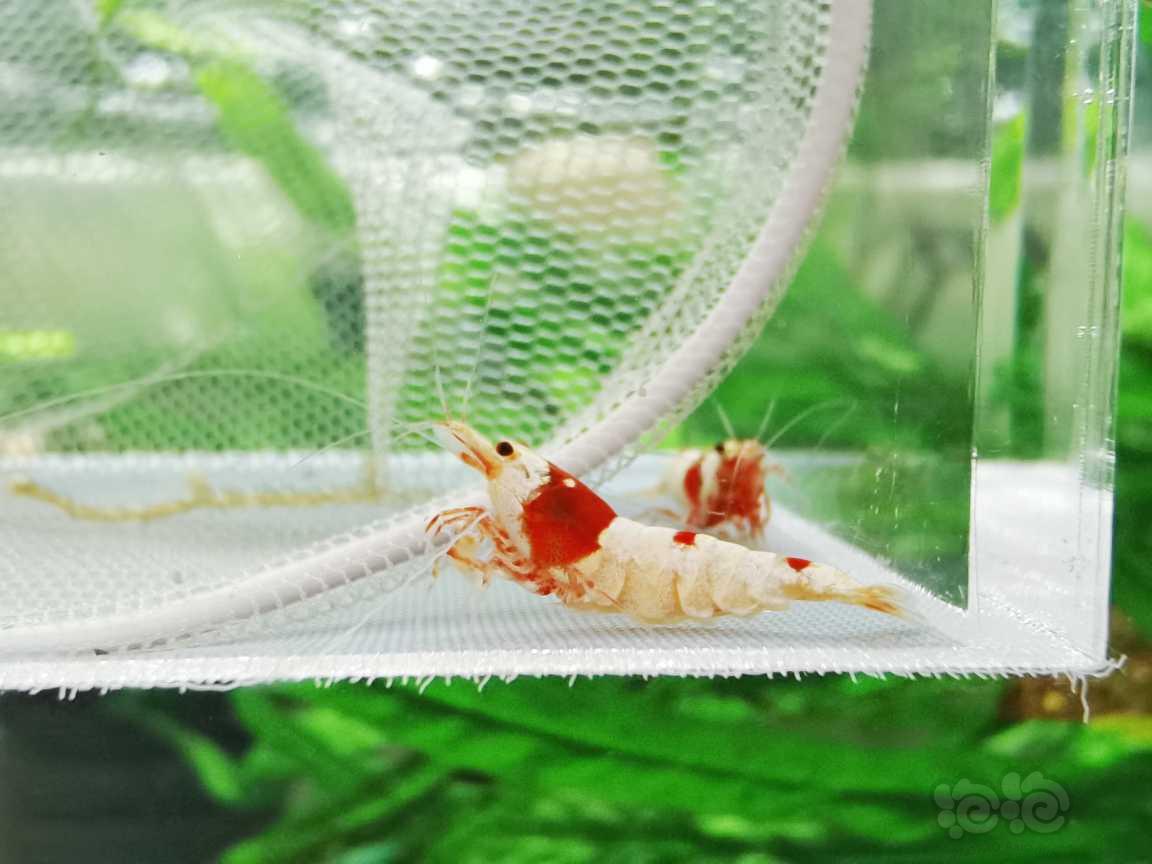 【虾】2021－02－08#RMB拍卖纯血红白水晶虾繁殖组5只-图6