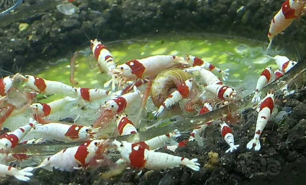 红白水晶虾占位-图1