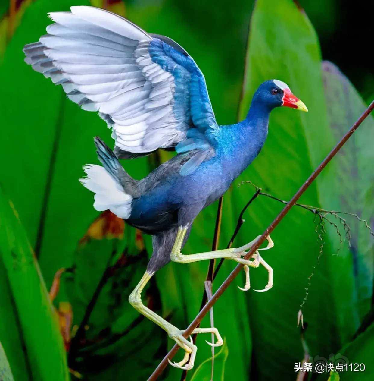 动物世界紫青水鸡