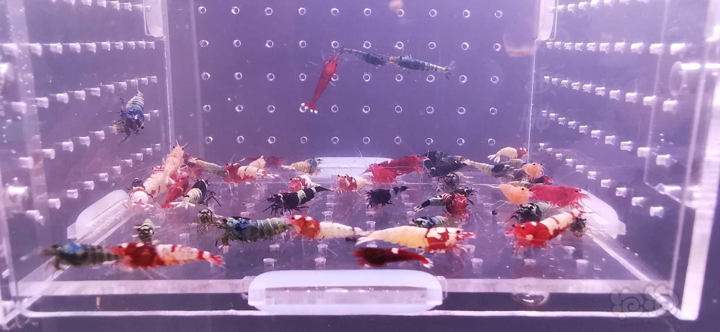 【虾】2021－02－06#RMB拍卖水晶虾50只-图2