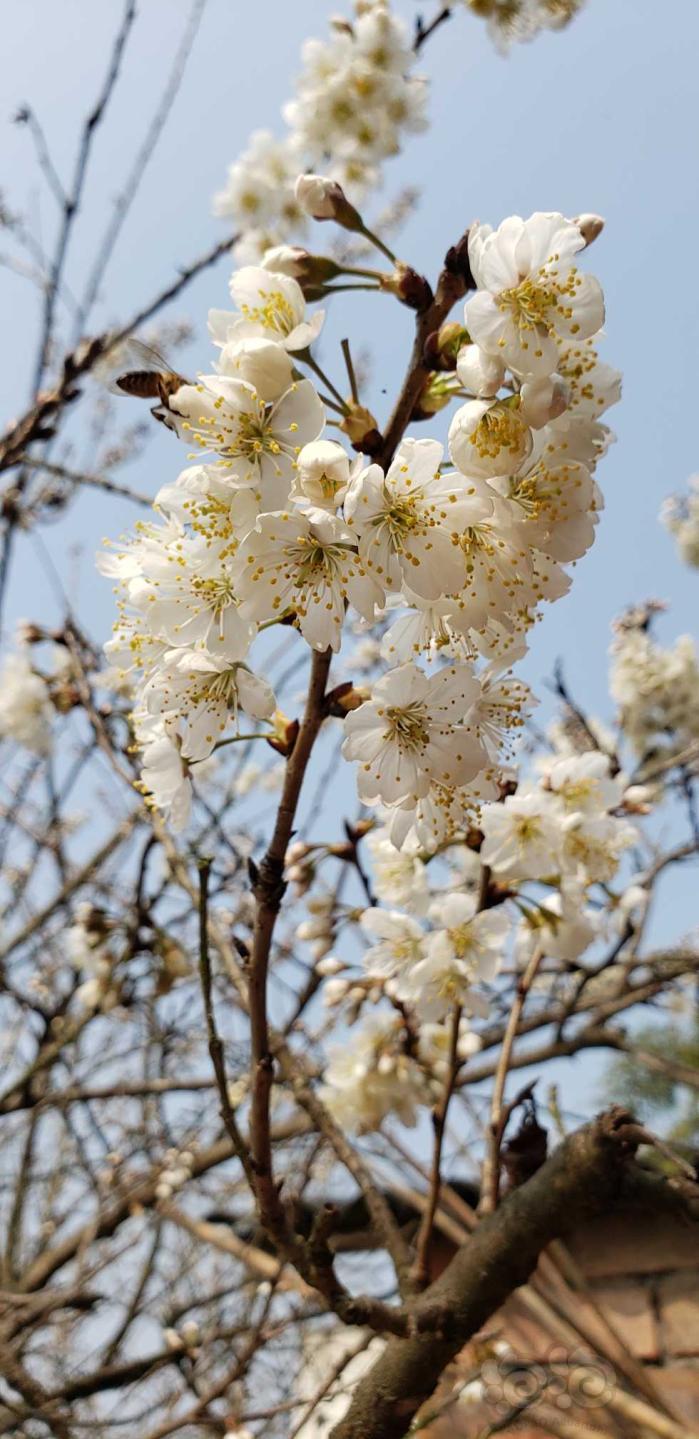 【交流】一树花开，知春来-图3