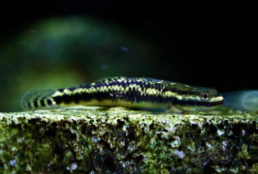 紫身枝牙虾虎母