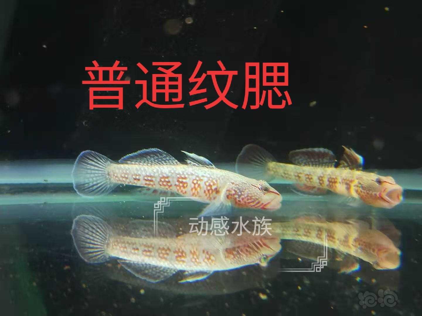 【热带鱼】虾虎枝桠多个品种-图4