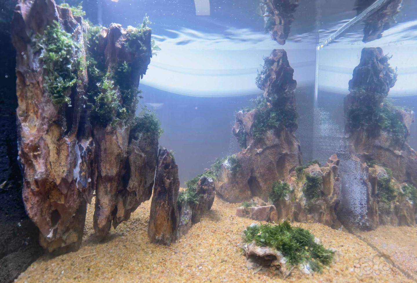 使用松皮石造悬空景求助