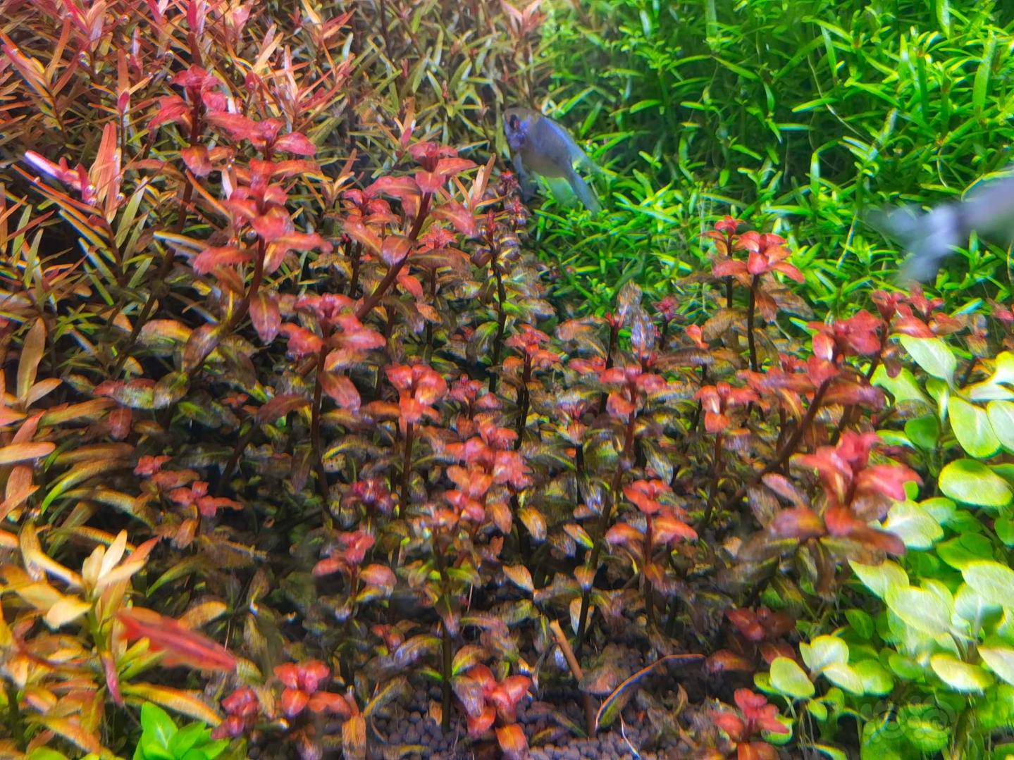 出点自家打头草南美小圆叶印度小圆叶补贴水电费