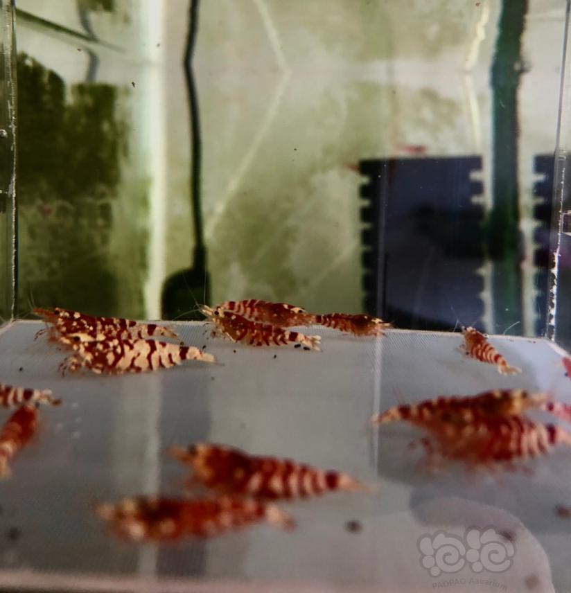【虾】2021-2-18#RMB拍卖淘汰红花虎一份20只-图4
