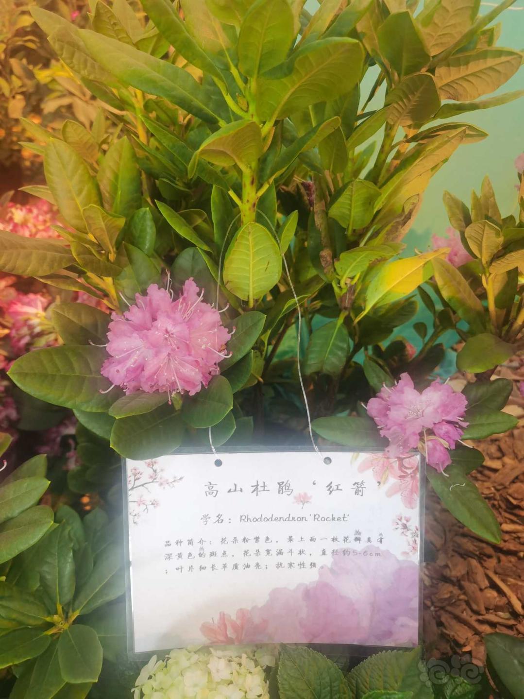 【盆栽】植物园之杜鹃花-图6