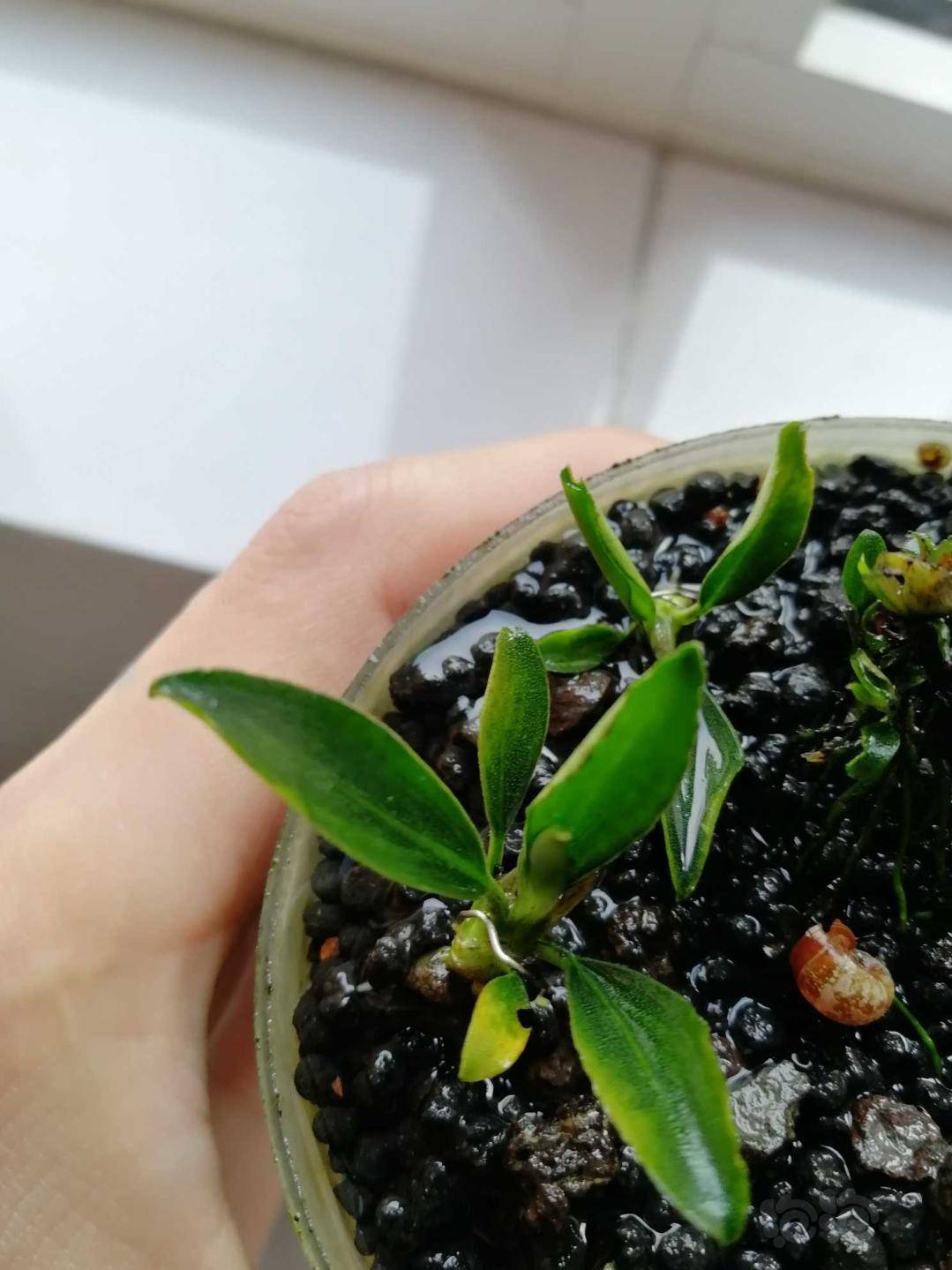 辣椒榕卡佩特5k5