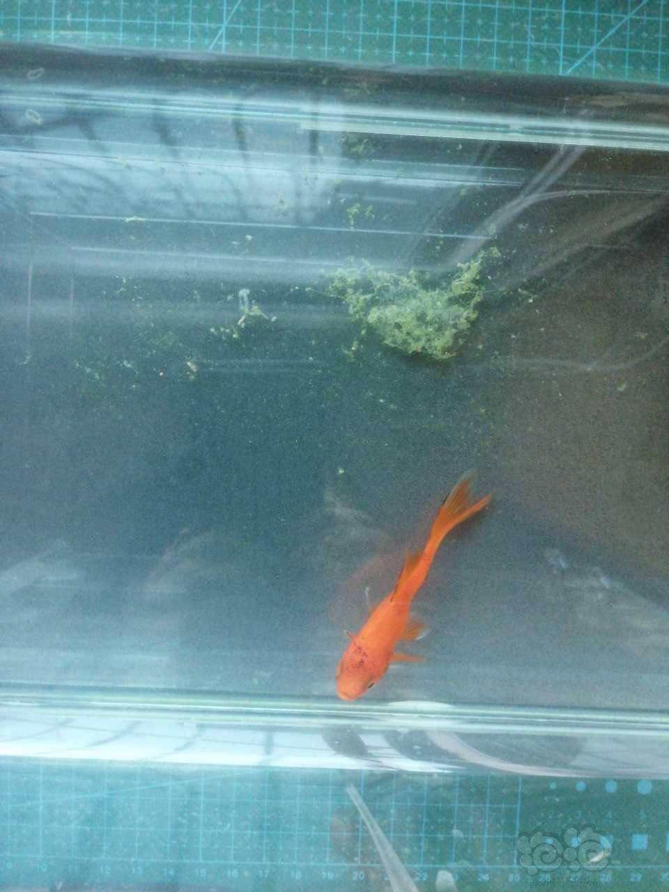 鱼缸里的鱼接连身体变弯是什么原因