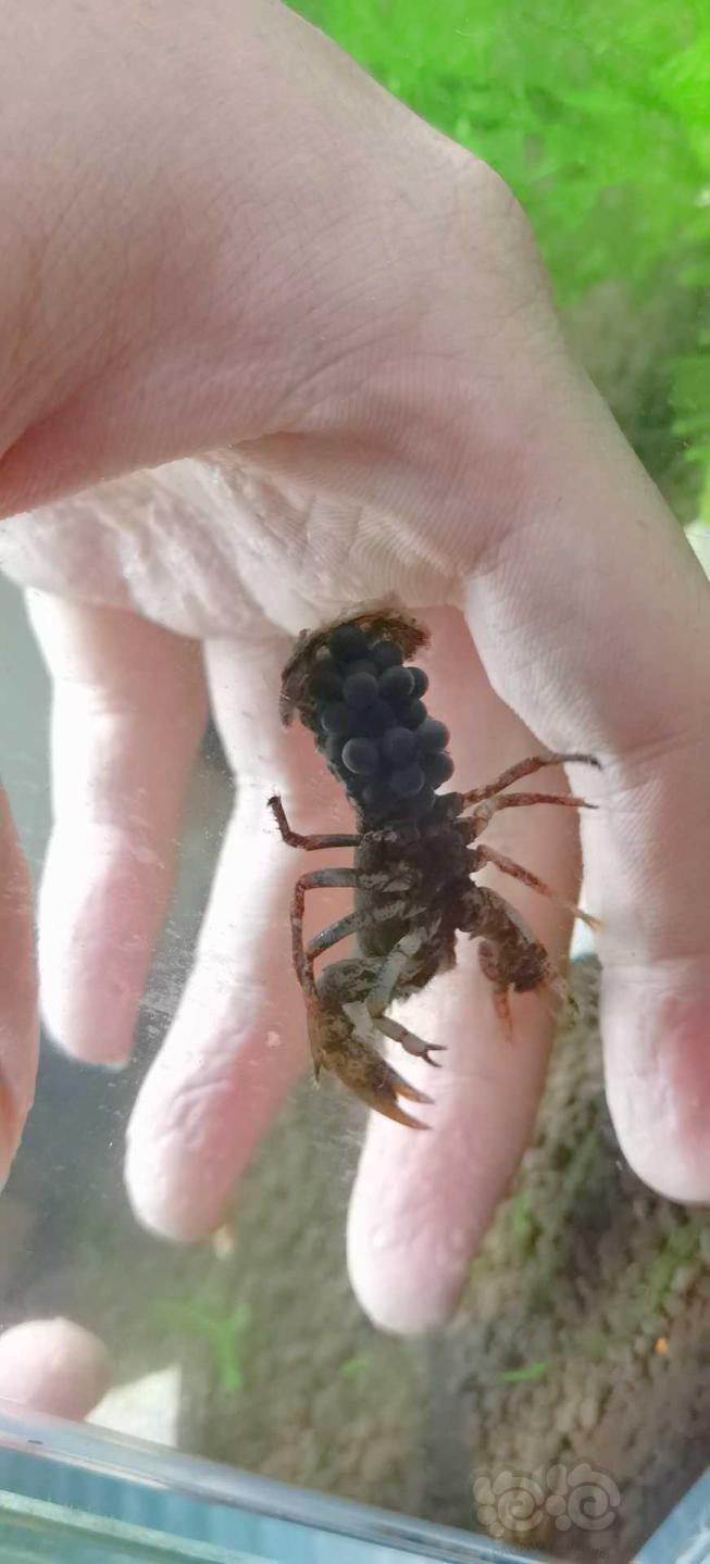 抱卵螳螂虾图片