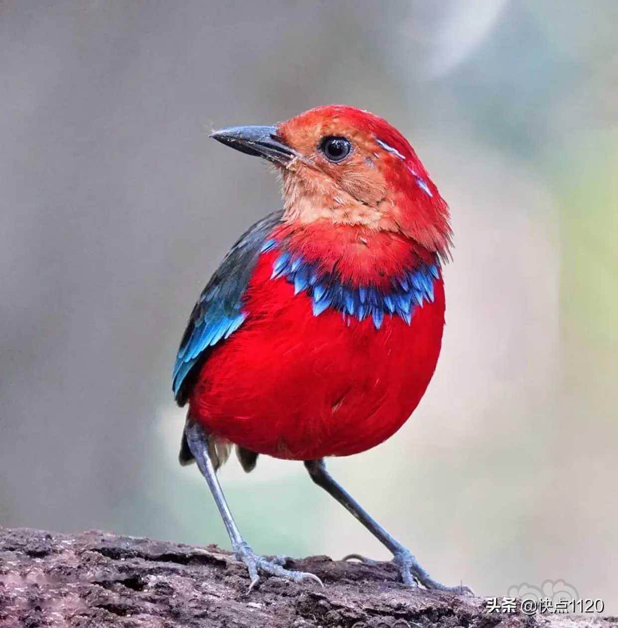动物世界～蓝斑八色鸫 erythropitta arcuata - 泡泡水族