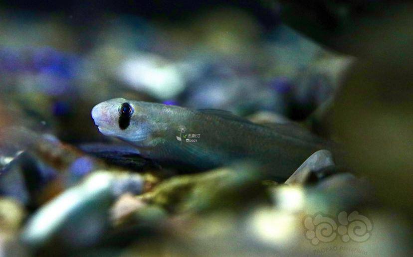 秀美天使秃头鲨