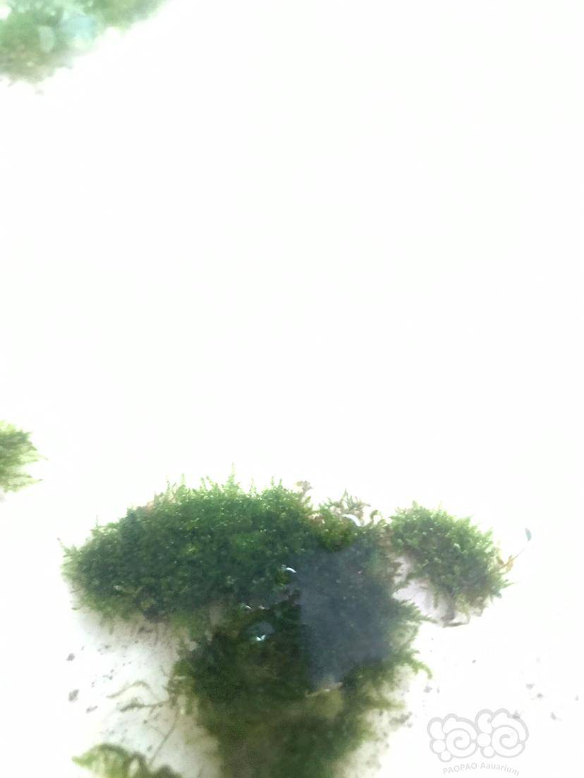 苔藓苔藓可以转水吗