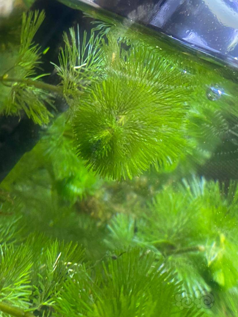 罗汉草表面有一层像灰尘的是什么呀?