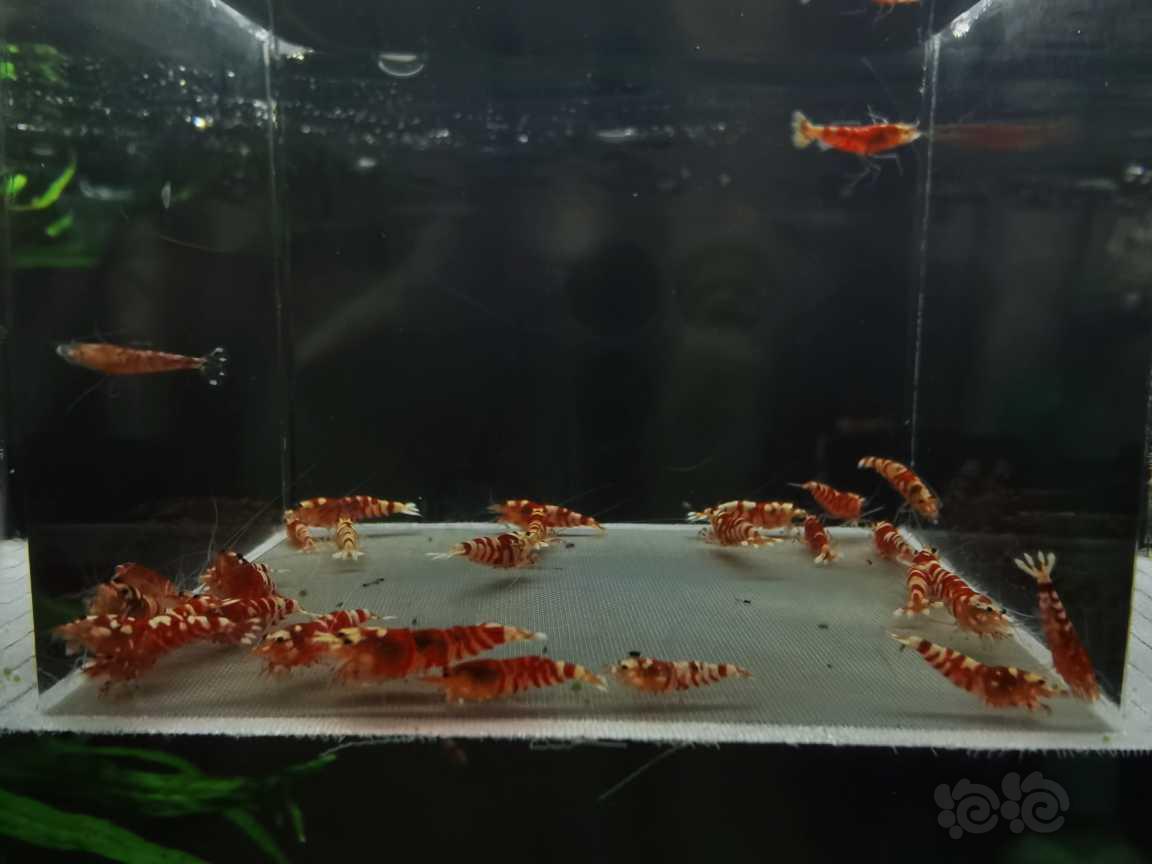 【虾】2021－02－12#RMB拍卖红花虎太极血统30只-图1