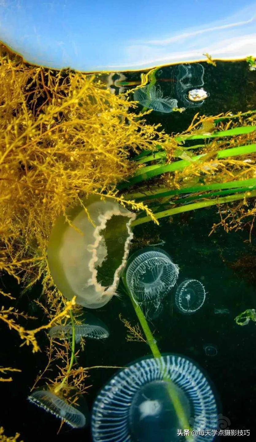摄影师eikojones676767以鱼的视角拍下的一组水下照片
