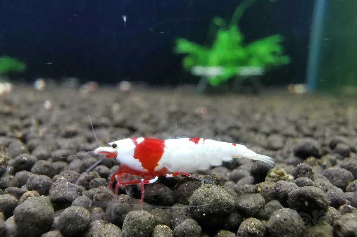 晒个图经典红白水晶虾-图1