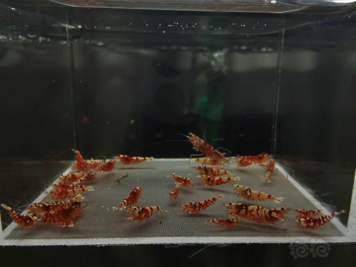 【虾】2021－02－14#RMB拍卖红花虎太极血统33只-图1