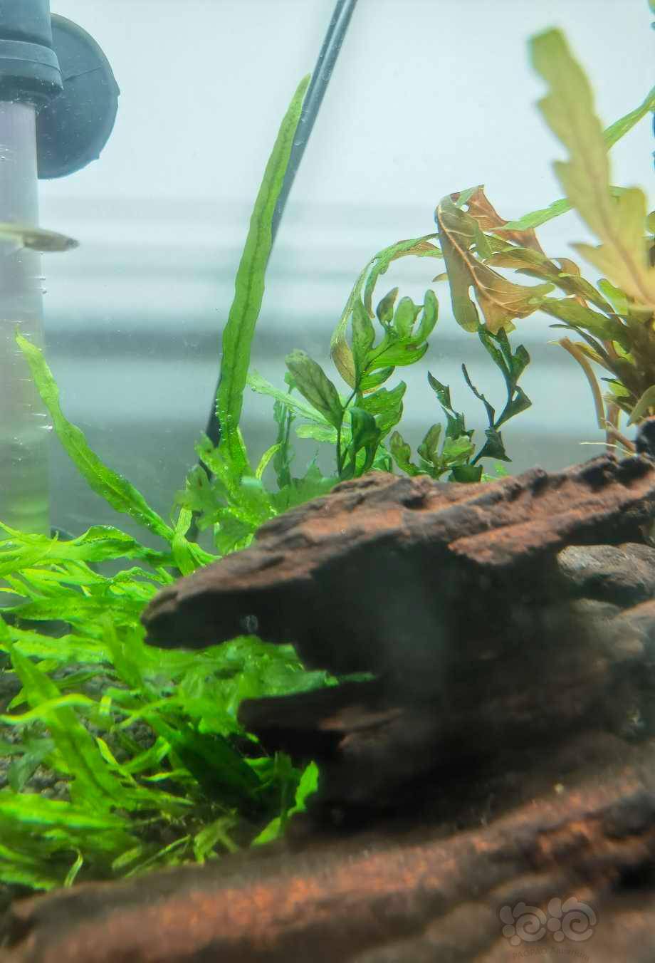 黑木蕨发黑发黄05