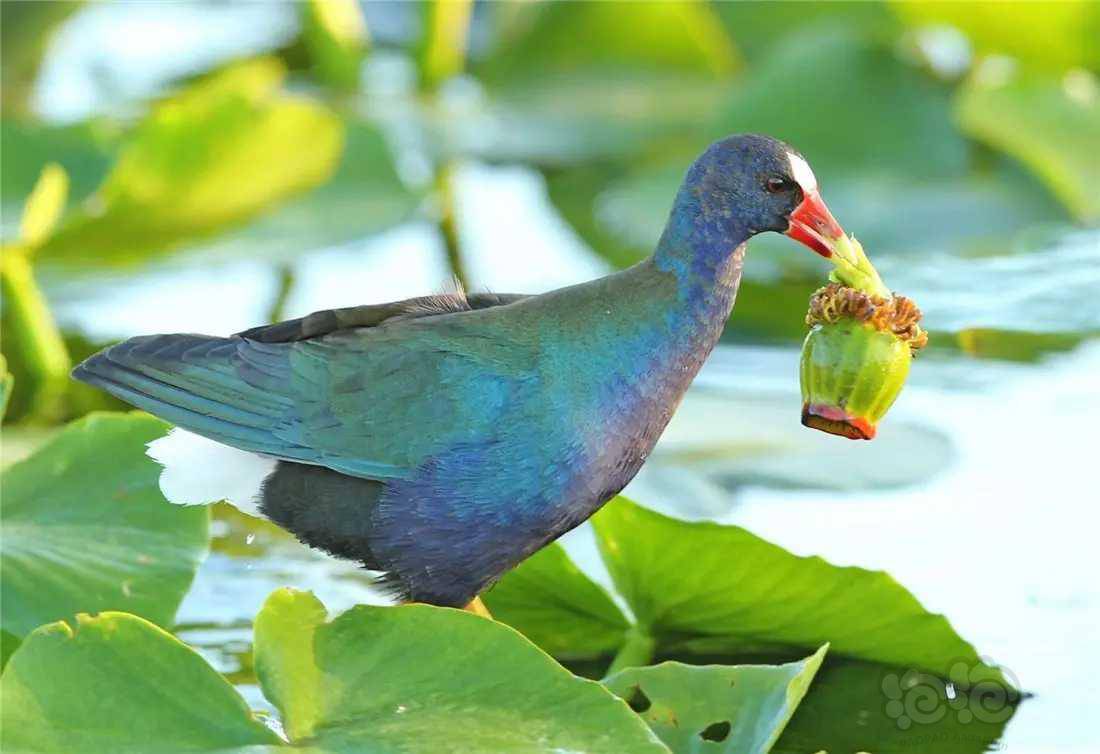 动物世界紫青水鸡