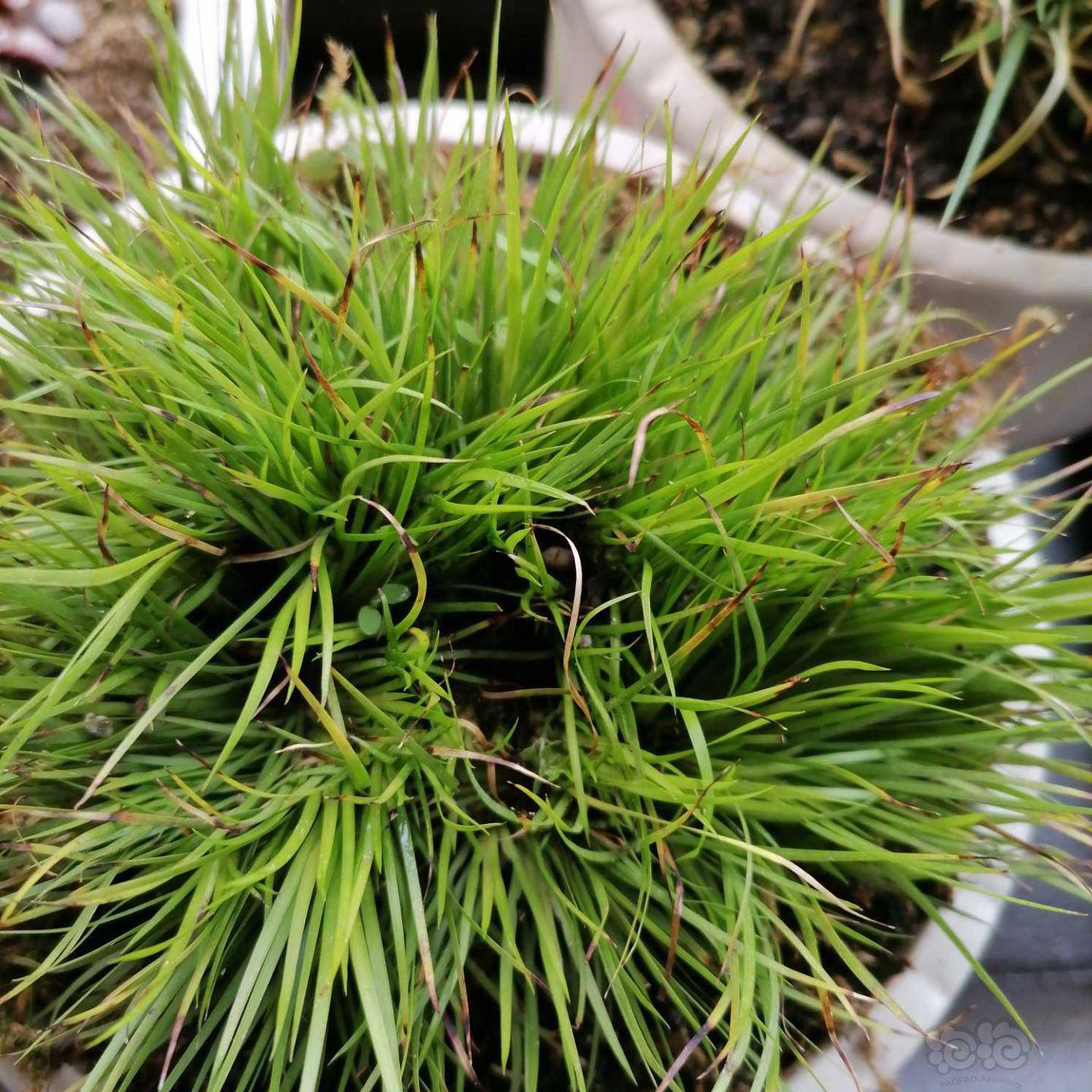 【盆栽】菖蒲两个品种