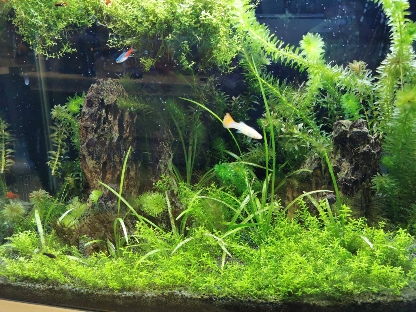 水草冒泡泡说明什么呀 泡泡水族