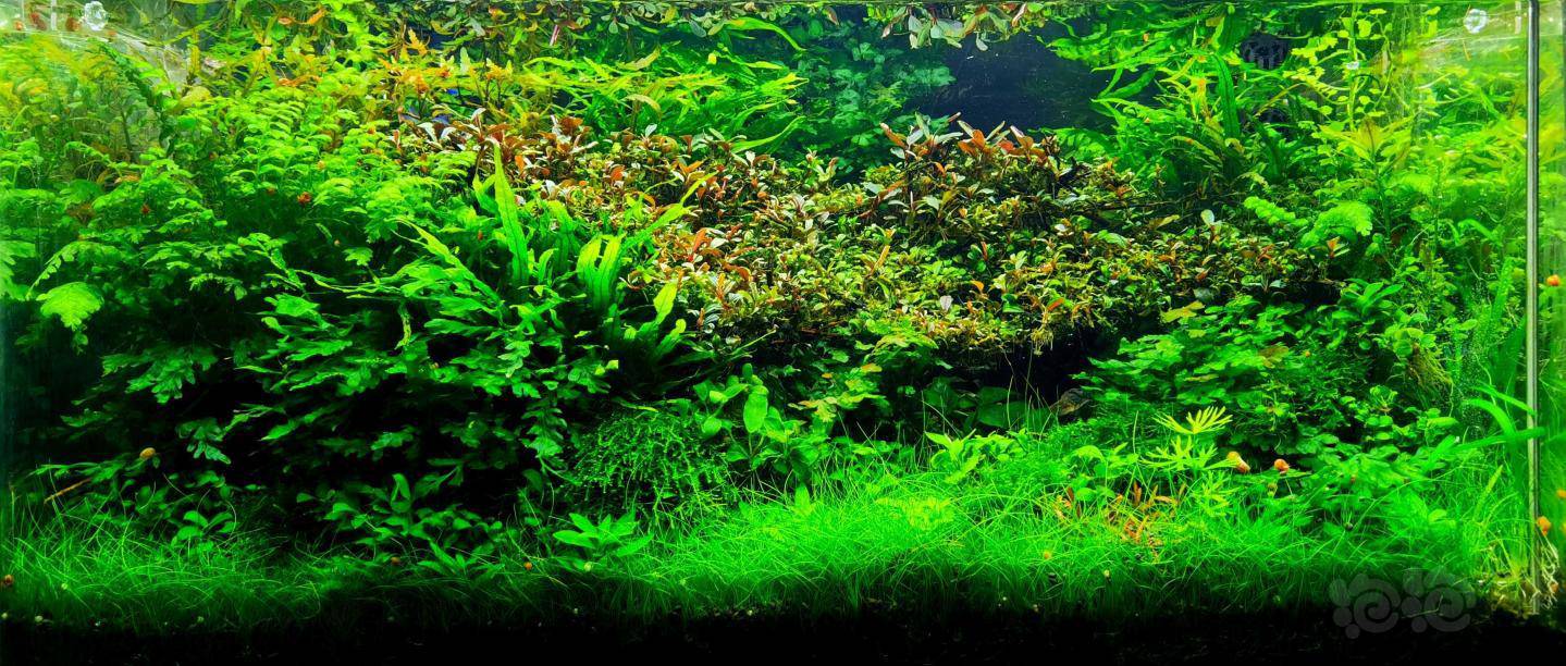 水草造景和种植 更新"不辜负水电费"辣椒榕阴性草造景回复 分享 分享