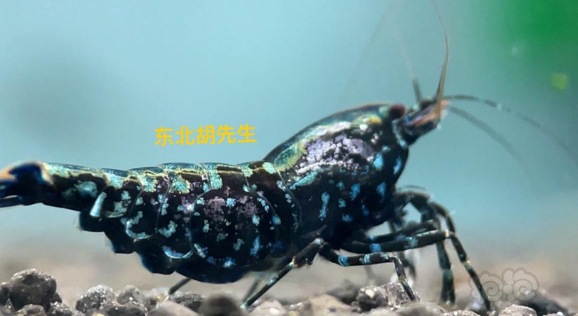【虾】2021-2-21#RMB拍卖#黑银河鱼骨蓝星紫金属母1只-图2