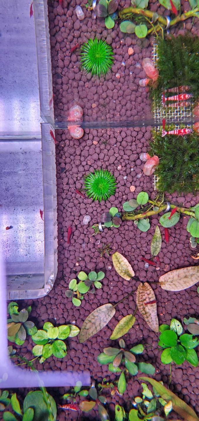 晒晒虾缸里无碳无肥的紫艳和椒草们！！！！！！-图2