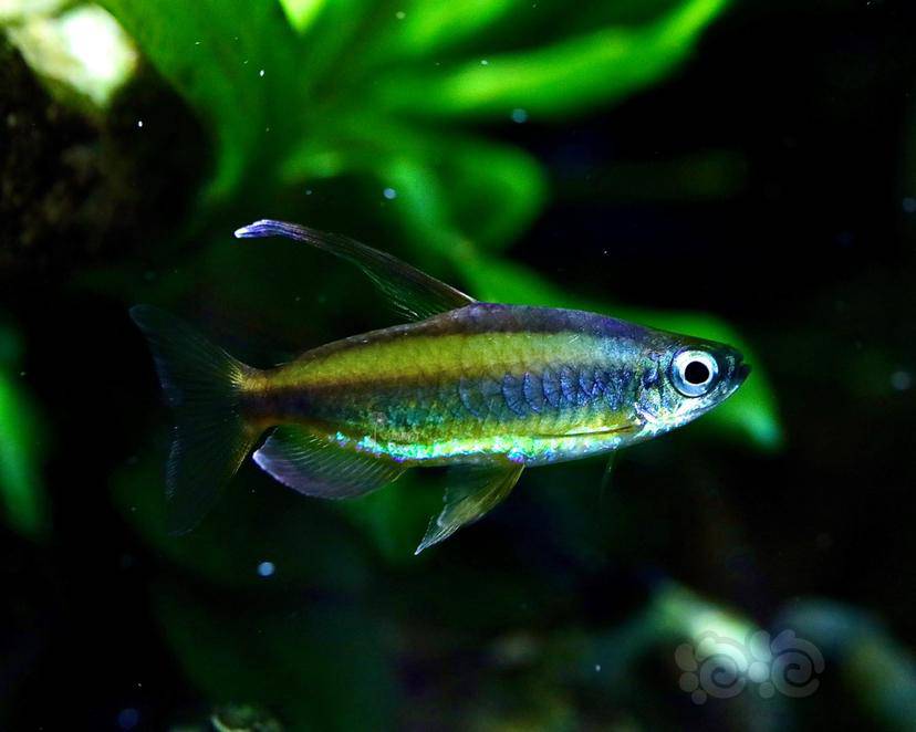 灯科鱼黄金二线灯鱼