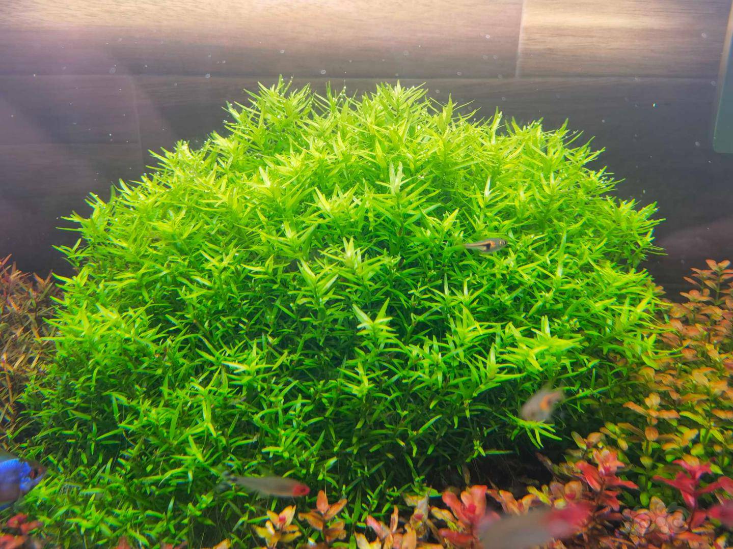 出点自家打头草南美小圆叶印度小圆叶补贴水电费