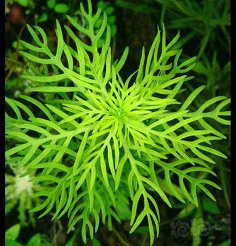 【求购】求购雪花草1-1.