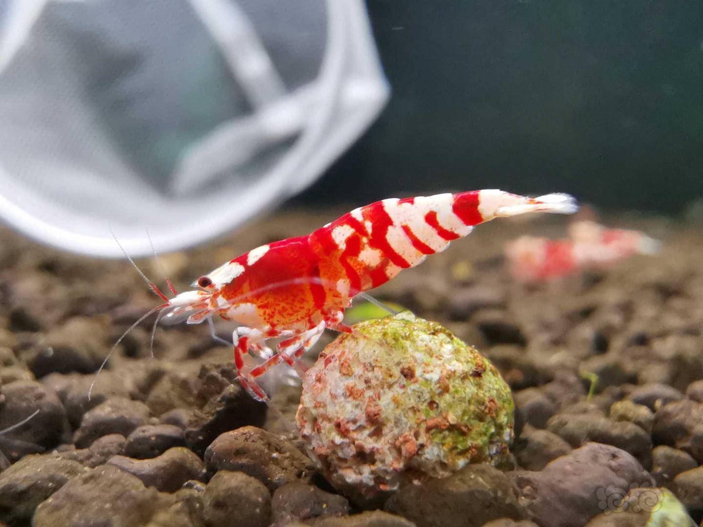 2021-02-19#rmb拍卖#红花虎水晶虾公虾5只-图5