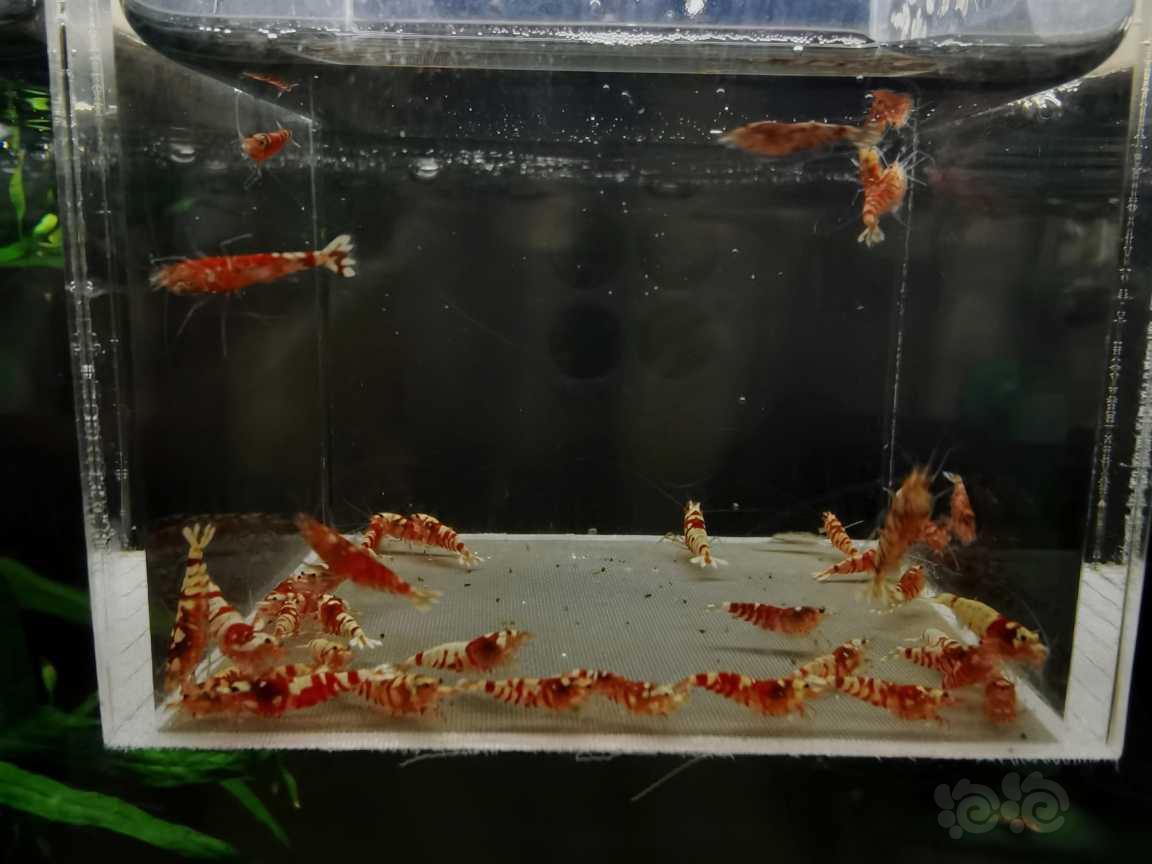 【虾】2021－02－13#RMB拍卖红花虎太极血统40只-图2