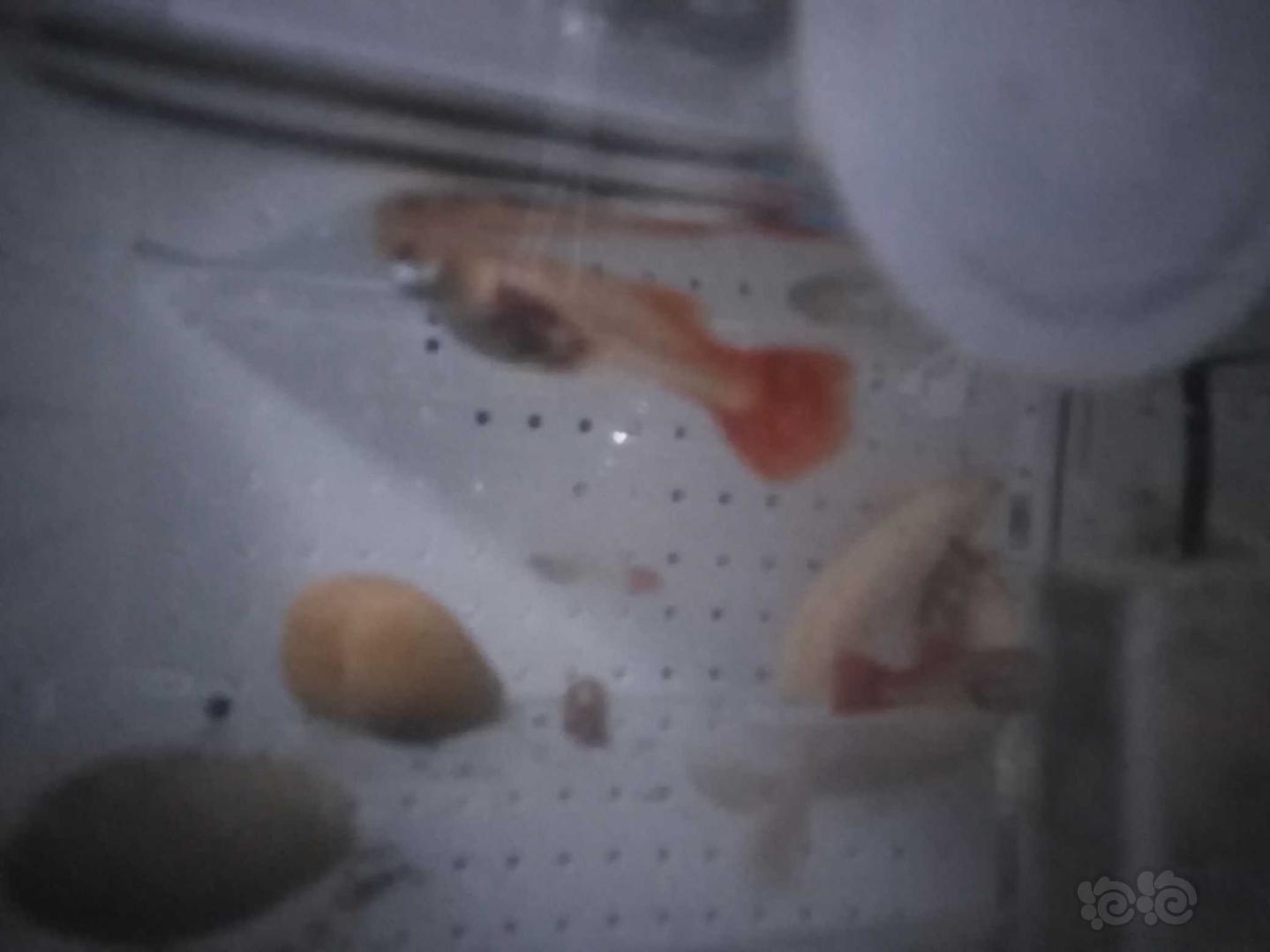 【其它】孔雀鱼孕期内出血怎么办-图2