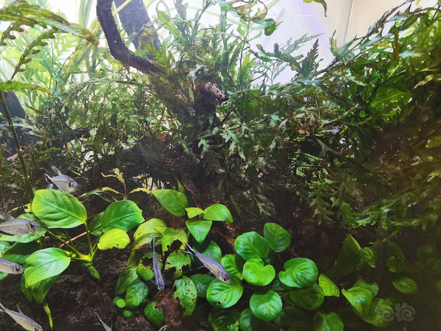 黑木蕨叶子发黑变枯是什么原因