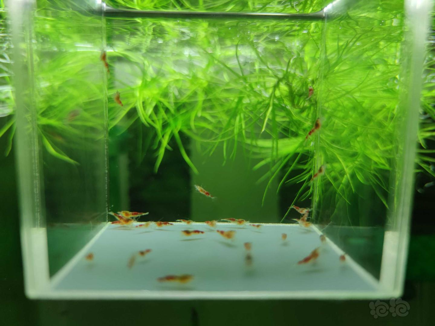 【虾】2021-02-27#RMB拍卖德系黄金龙水晶虾30只-图1