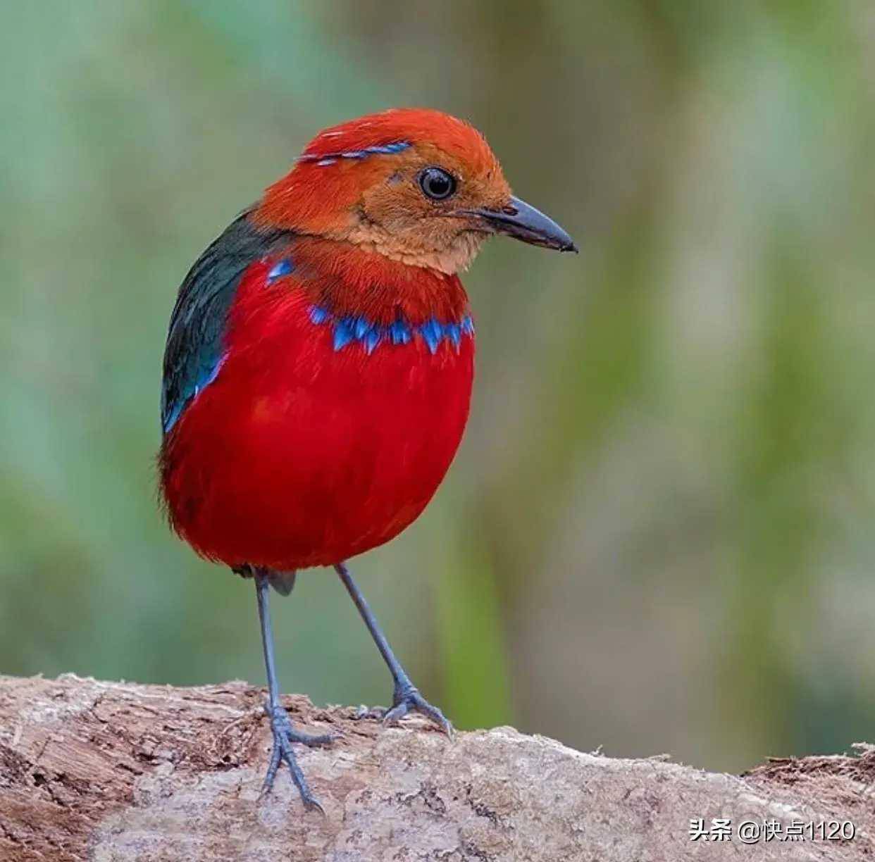 动物世界～蓝斑八色鸫 erythropitta arcuata - 泡泡水族