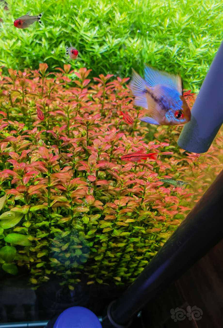 出点自家打头草南美小圆叶印度小圆叶补贴水电费