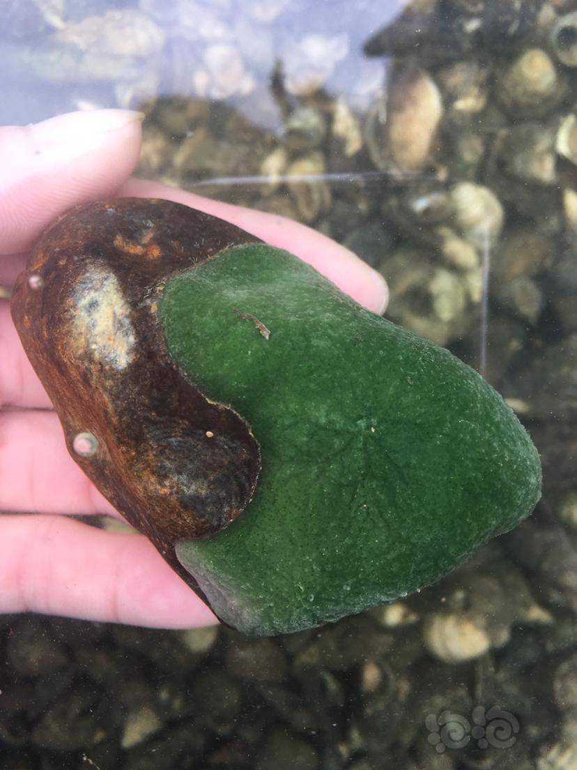 纯淡水海绵藻,听说不好养 - 泡泡水族