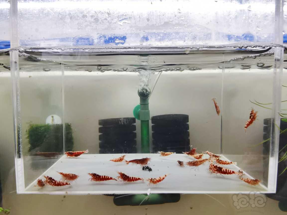 【虾】2021－02－08#RMB拍卖红银河水晶虾淘汰组21只-图2