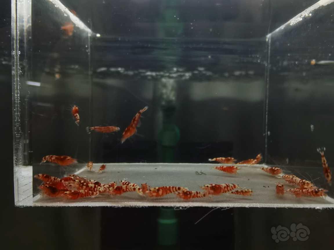 【虾】2021－02－15#RMB拍卖红花虎太极血统33只-图2