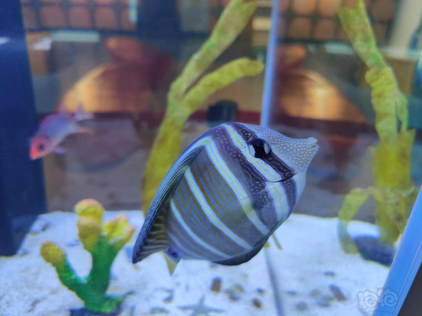 一天到晚游泳的鱼 泡泡水族