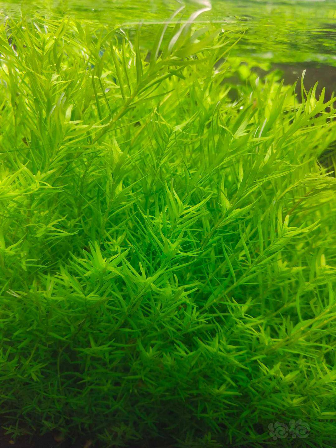 200棵绿宫廷50包邮