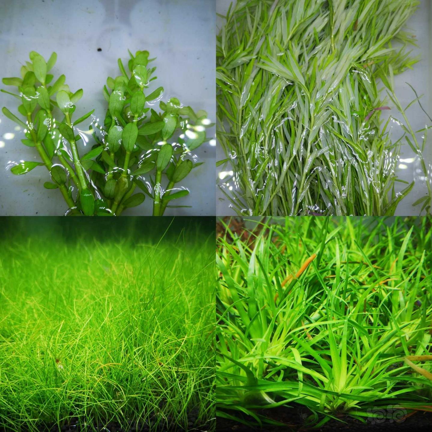 出自养水草，红草，绿草，草皮-图3
