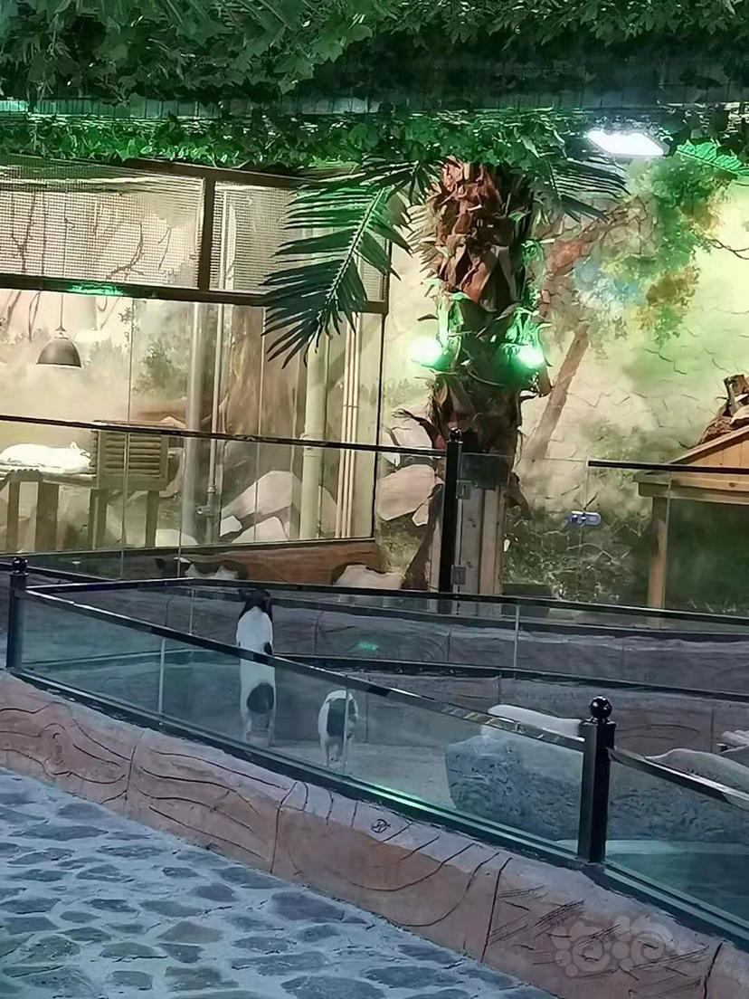 【交流】哈尔滨林达室内动物园-图7