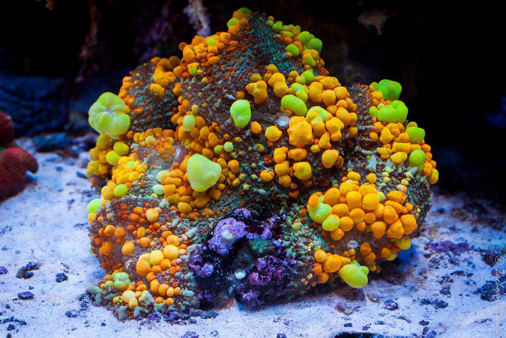 欣赏一下菇中的爱马仕