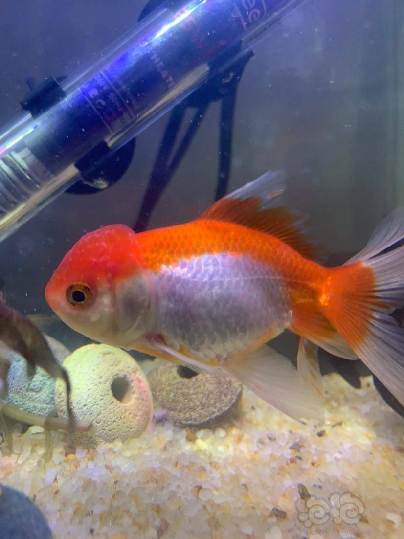 金鱼白点快好了,今天发现眼睛有黑点是怎么回事 - 泡泡水族