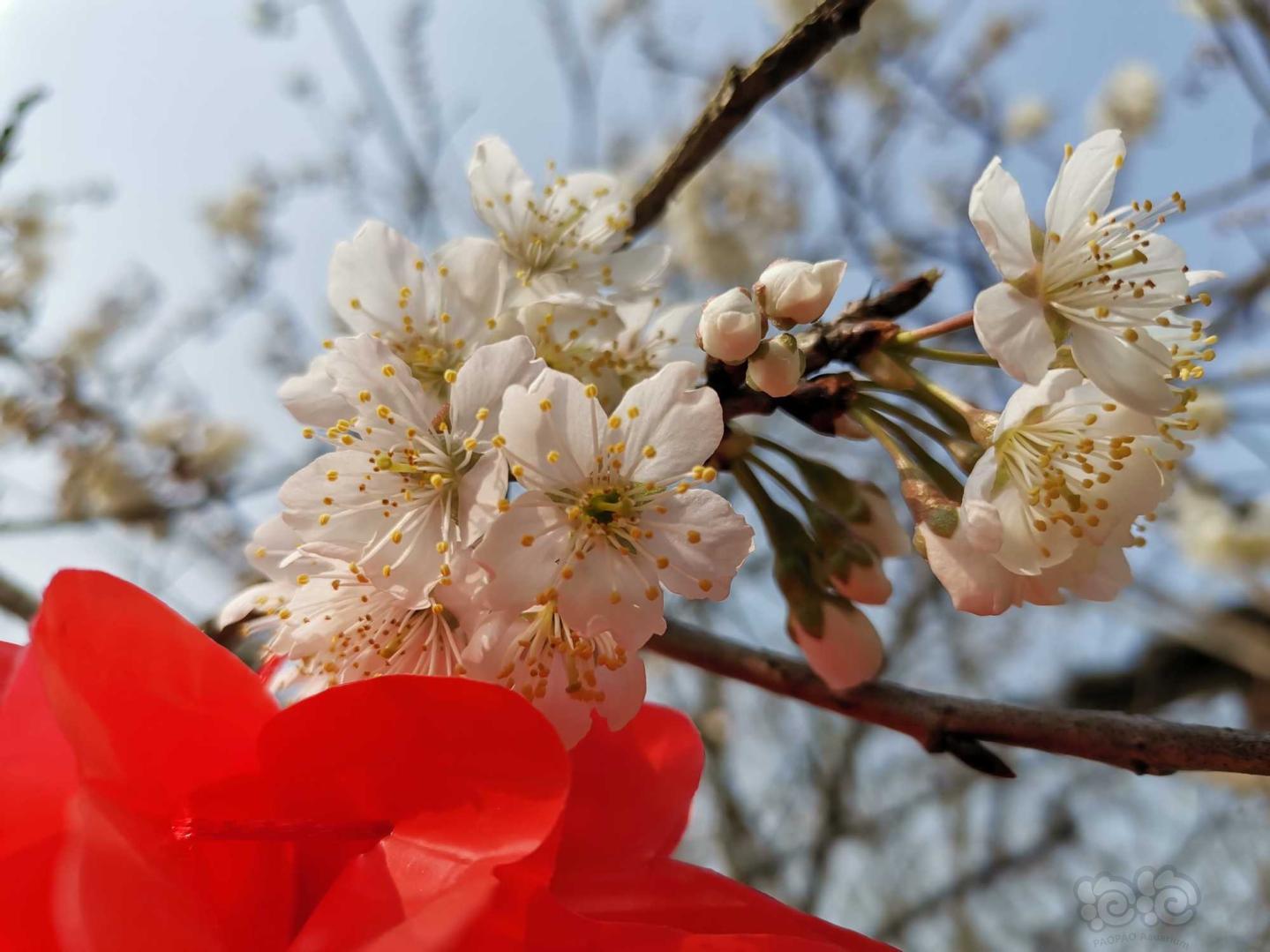 【交流】一树花开，知春来-图1